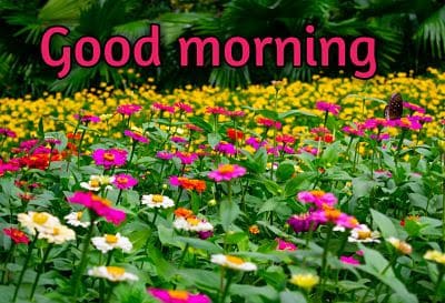 good morning flowers download